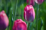 Pink Tulip_53517